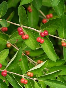 Preview wallpaper honeysuckle, berries, leaves, branches, macro