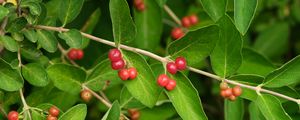 Preview wallpaper honeysuckle, berries, leaves, branches, macro