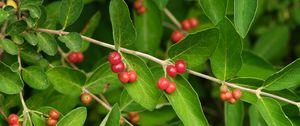 Preview wallpaper honeysuckle, berries, leaves, branches, macro