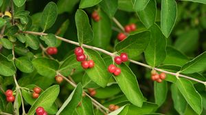 Preview wallpaper honeysuckle, berries, leaves, branches, macro