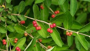 Preview wallpaper honeysuckle, berries, leaves, branches, macro