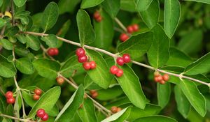 Preview wallpaper honeysuckle, berries, leaves, branches, macro