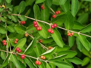 Preview wallpaper honeysuckle, berries, leaves, branches, macro