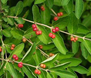 Preview wallpaper honeysuckle, berries, leaves, branches, macro