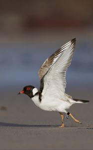 Preview wallpaper hooded plover, bird, wildlife