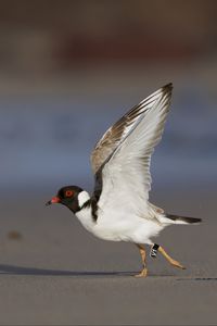 Preview wallpaper hooded plover, bird, wildlife