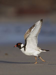 Preview wallpaper hooded plover, bird, wildlife
