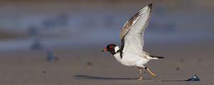 Preview wallpaper hooded plover, bird, wildlife