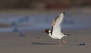 Preview wallpaper hooded plover, bird, wildlife