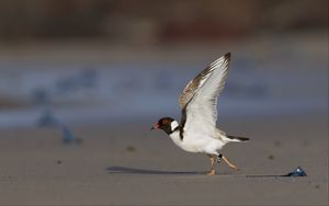 Preview wallpaper hooded plover, bird, wildlife