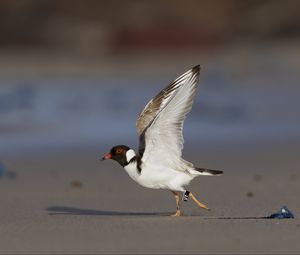 Preview wallpaper hooded plover, bird, wildlife