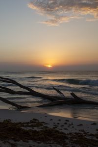 Preview wallpaper horizon, driftwood, sun, sky