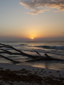 Preview wallpaper horizon, driftwood, sun, sky