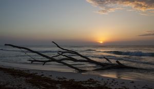 Preview wallpaper horizon, driftwood, sun, sky