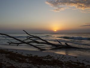 Preview wallpaper horizon, driftwood, sun, sky