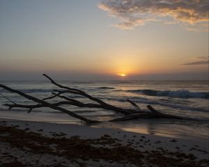 Preview wallpaper horizon, driftwood, sun, sky