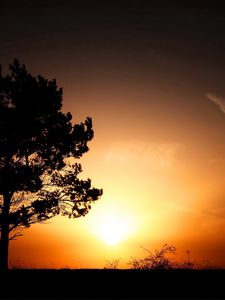 Preview wallpaper horizon, tree, bushes, decline, evening, sun