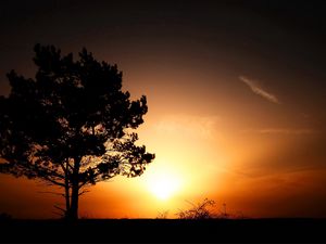 Preview wallpaper horizon, tree, bushes, decline, evening, sun