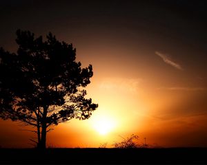 Preview wallpaper horizon, tree, bushes, decline, evening, sun