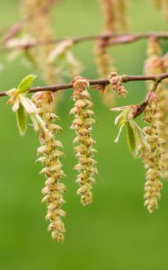 Preview wallpaper hornbeam, branch, buds, leaves, macro, spring