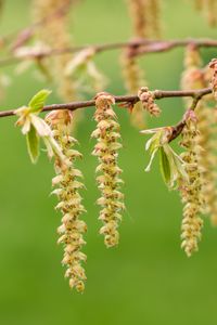 Preview wallpaper hornbeam, branch, buds, leaves, macro, spring