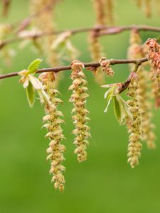 Preview wallpaper hornbeam, branch, buds, leaves, macro, spring