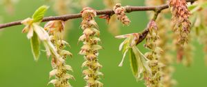 Preview wallpaper hornbeam, branch, buds, leaves, macro, spring