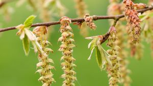 Preview wallpaper hornbeam, branch, buds, leaves, macro, spring