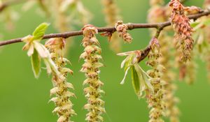 Preview wallpaper hornbeam, branch, buds, leaves, macro, spring