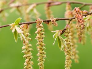 Preview wallpaper hornbeam, branch, buds, leaves, macro, spring