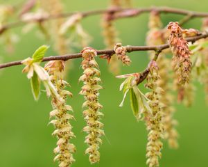 Preview wallpaper hornbeam, branch, buds, leaves, macro, spring