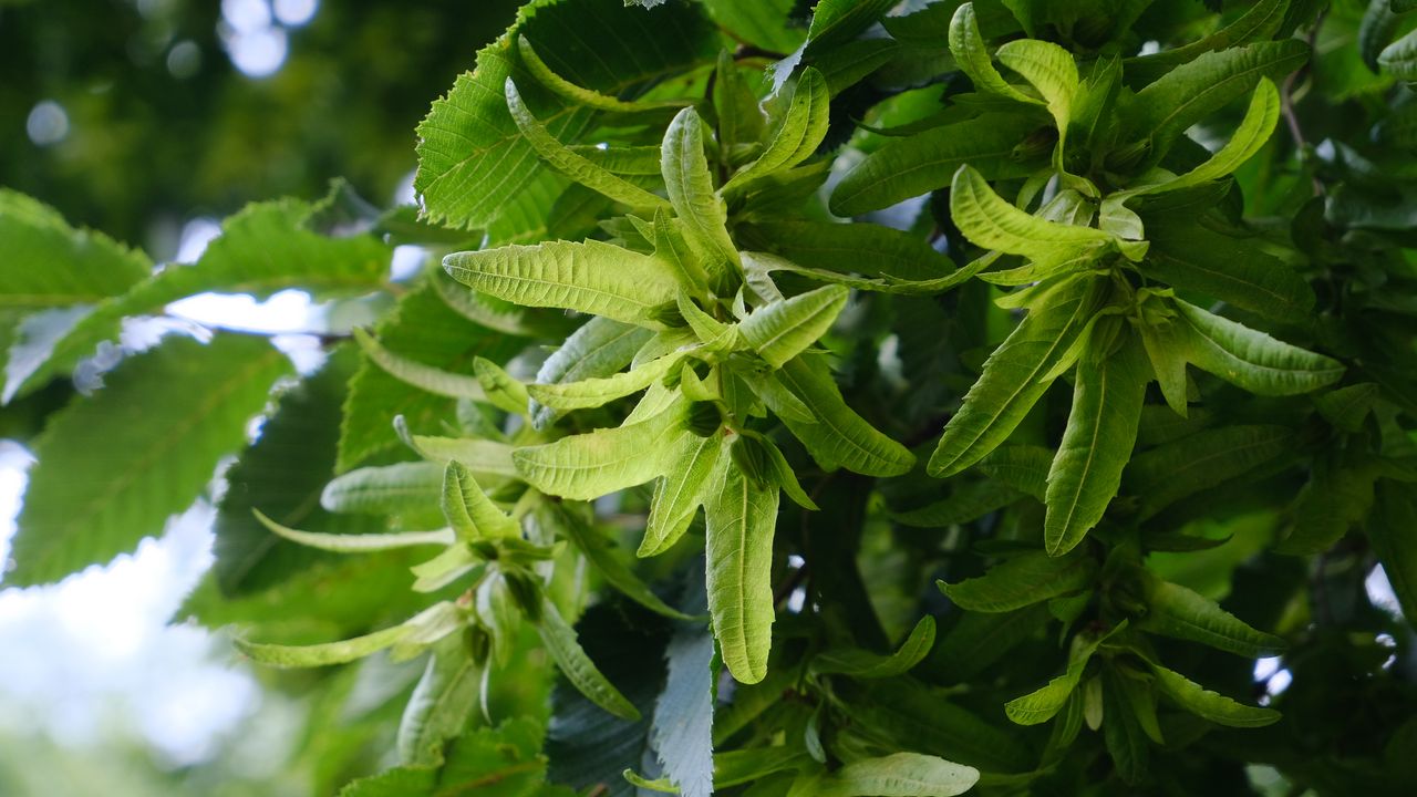 Wallpaper hornbeam, leaves, branches