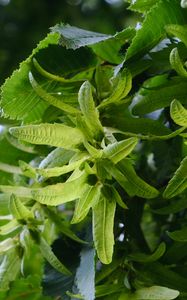 Preview wallpaper hornbeam, leaves, branches