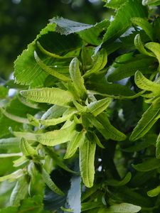 Preview wallpaper hornbeam, leaves, branches