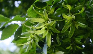 Preview wallpaper hornbeam, leaves, branches