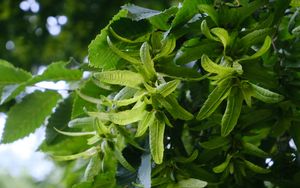 Preview wallpaper hornbeam, leaves, branches