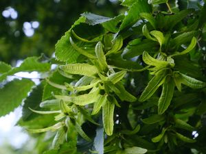 Preview wallpaper hornbeam, leaves, branches