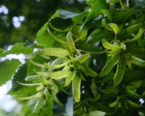 Preview wallpaper hornbeam, leaves, branches