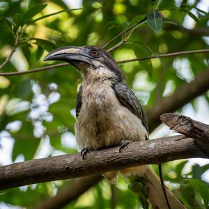 Preview wallpaper hornbill, bird, beak, branch, tree, leaves, wildlife