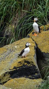 Preview wallpaper horned puffin, birds, wildlife, stones
