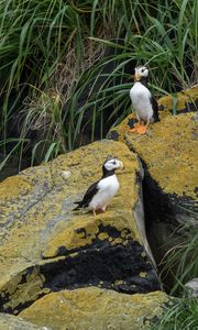 Preview wallpaper horned puffin, birds, wildlife, stones