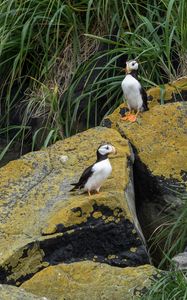 Preview wallpaper horned puffin, birds, wildlife, stones