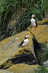 Preview wallpaper horned puffin, birds, wildlife, stones