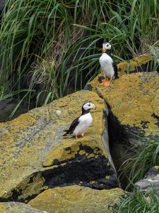 Preview wallpaper horned puffin, birds, wildlife, stones