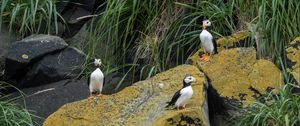 Preview wallpaper horned puffin, birds, wildlife, stones