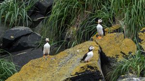 Preview wallpaper horned puffin, birds, wildlife, stones