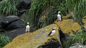 Preview wallpaper horned puffin, birds, wildlife, stones