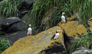 Preview wallpaper horned puffin, birds, wildlife, stones