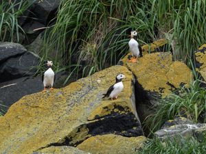 Preview wallpaper horned puffin, birds, wildlife, stones