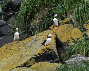 Preview wallpaper horned puffin, birds, wildlife, stones